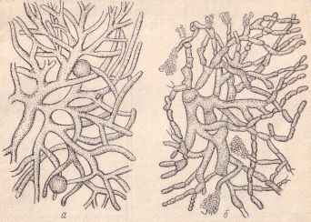 ÐÐ¸ÑÐµÐ»Ð¸Ð¸ Ð³ÑÐ¸Ð±Ð¾Ð² (Ð³Ð¸ÑÑ)