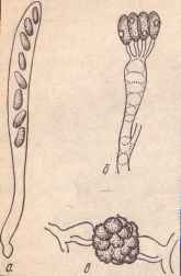 Ð¡Ð¿Ð¾ÑÐ¾Ð±Ñ Ð¿Ð¾Ð»Ð¾Ð²Ð¾Ð³Ð¾ ÑÐ°Ð·Ð¼Ð½Ð¾Ð¶ÐµÐ½Ð¸Ñ Ð¼Ð¸ÐºÑÐ¾ÑÐºÐ¾Ð¿Ð¸ÑÐµÑÐºÐ¸Ñ Ð³ÑÐ¸Ð±Ð¾Ð²