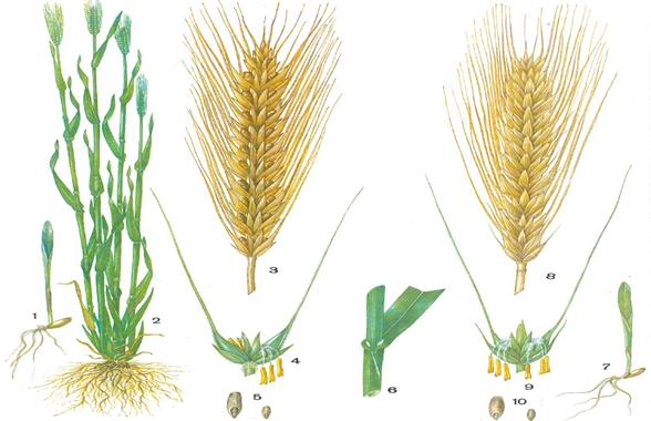 Бидай өсіру түрі